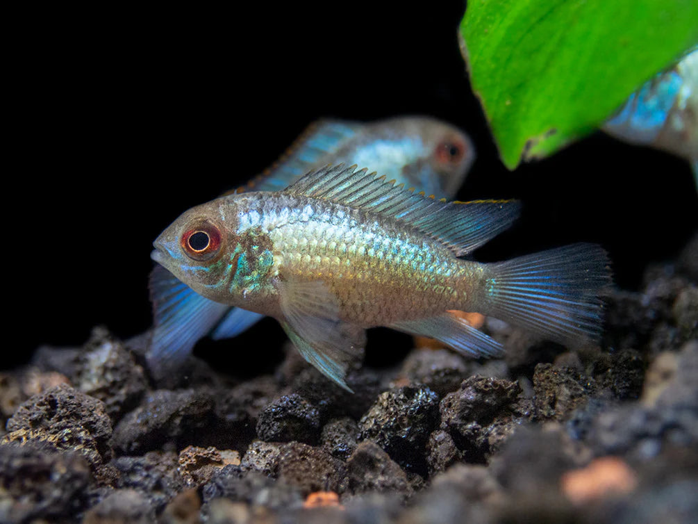 Electric Blue Acara Cichlid (Andinoacara pulcher hybrid),