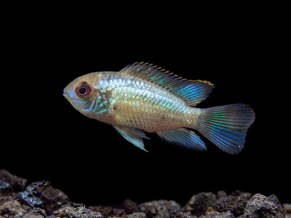 Electric Blue Acara Cichlid (Andinoacara pulcher hybrid),