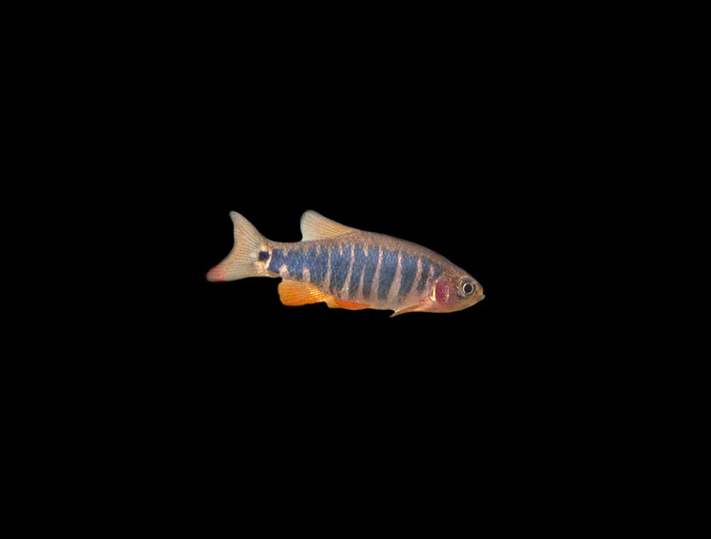 Emerald Dwarf Rasbora