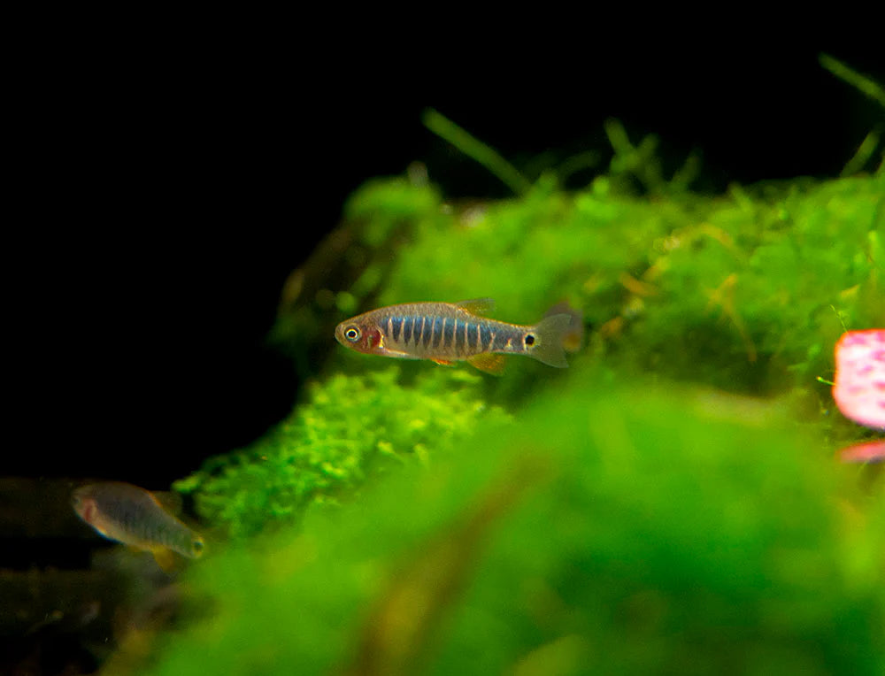 Emerald Dwarf Rasbora