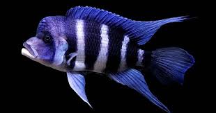 Frontosa Cichlid - Cyphotilapia frontosa