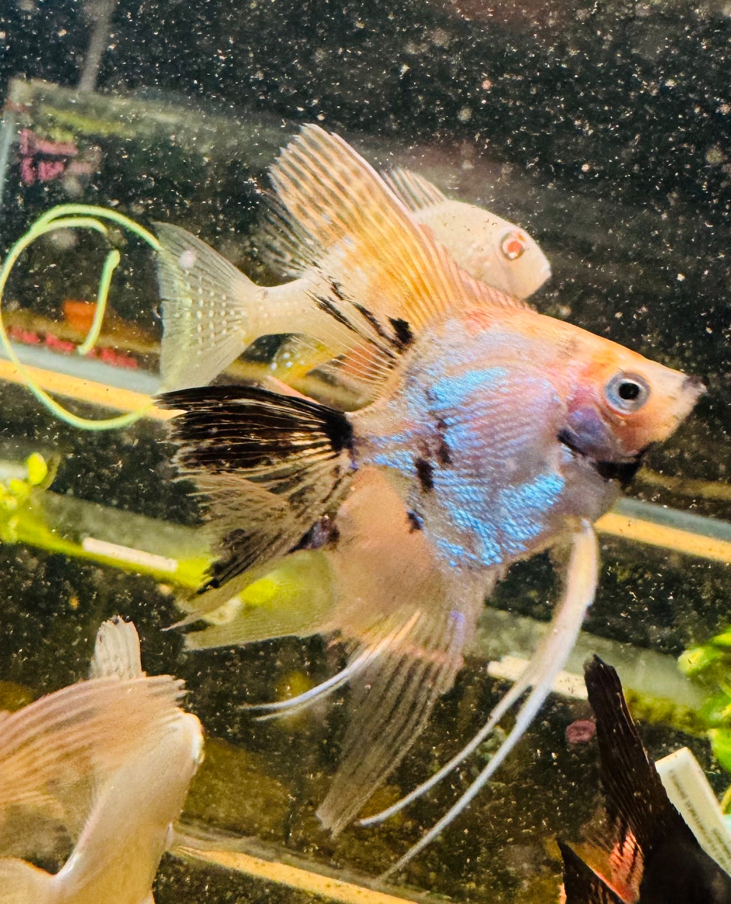 Golden marble Veiltail Angel - Pterophyllum Scalare