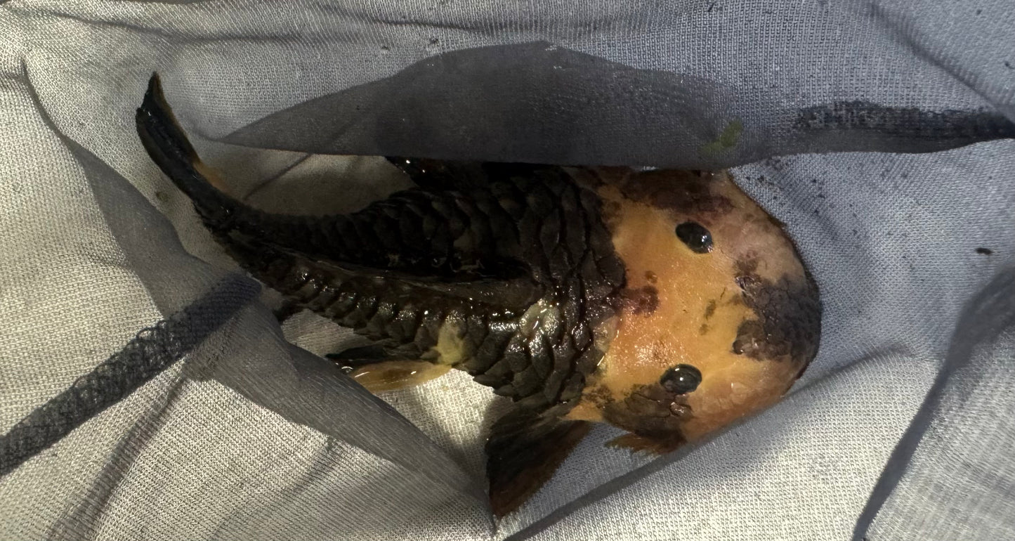24K Chubby Pleco Parancistrus aurantiacus