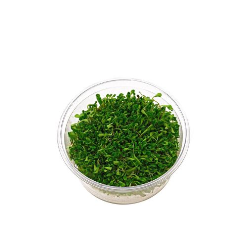 Glossostigma elatinoide