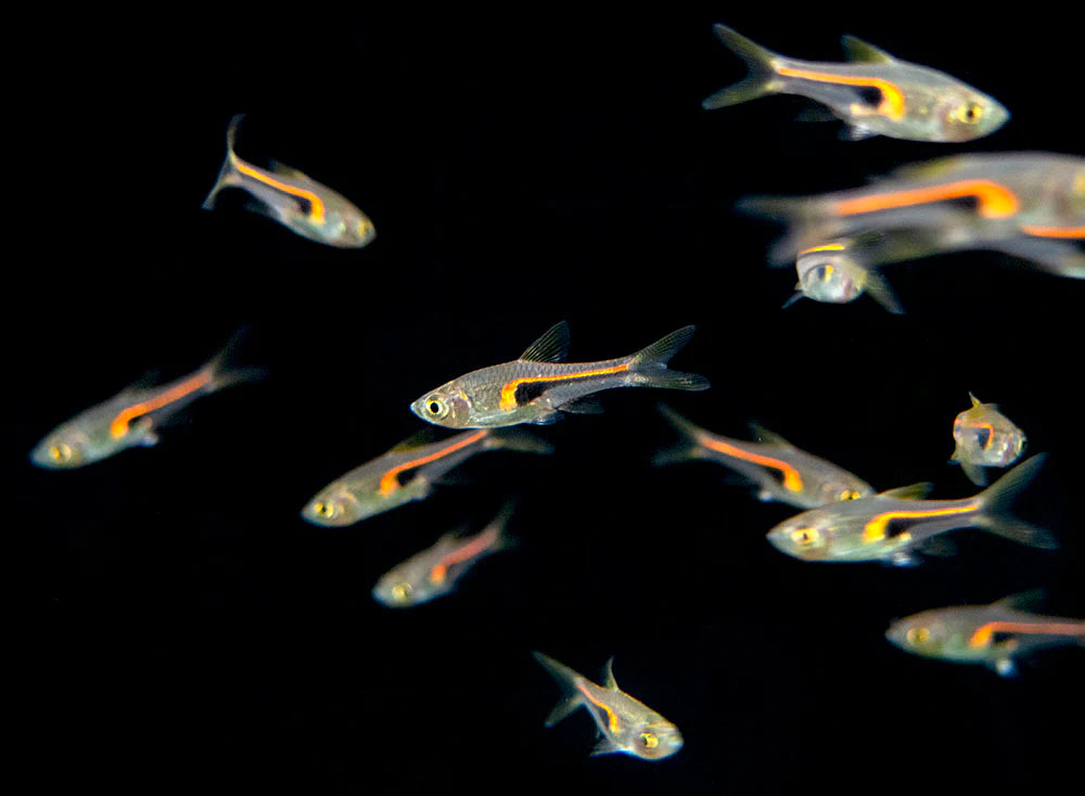 Glowlight Rasbora (Trigonostigma hengeli)