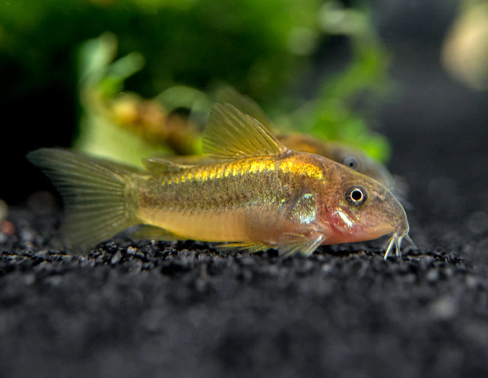 Gold Laser Cory CW010 - Home Breed