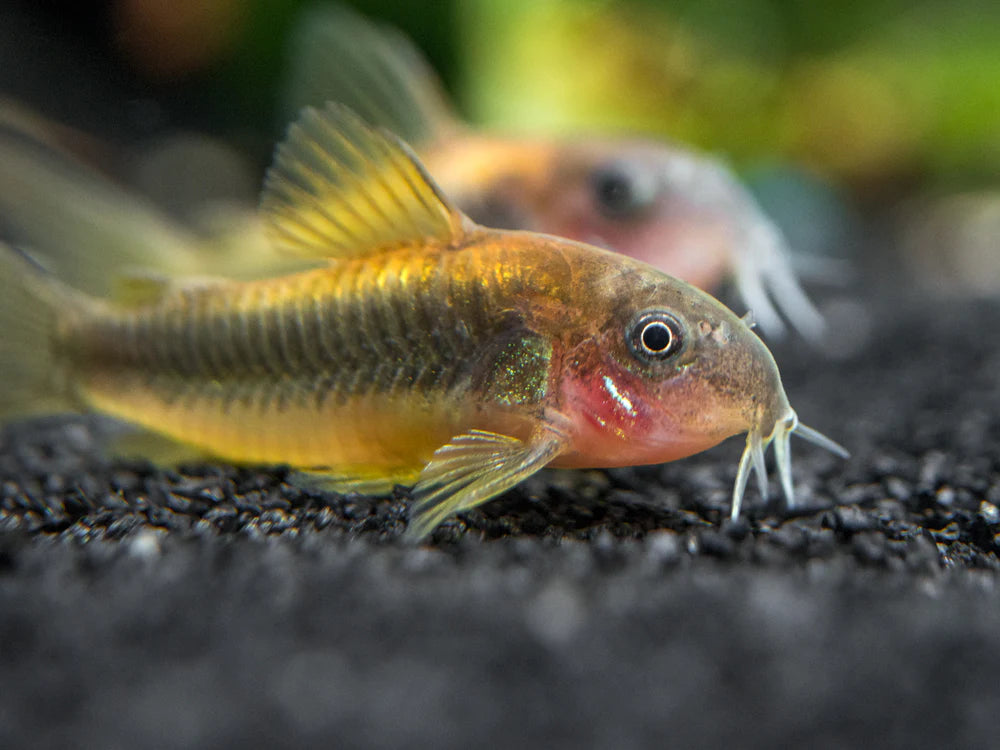 Gold Laser Cory CW010 - Home Breed