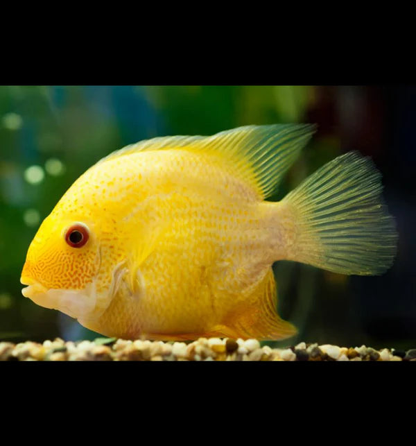 Gold Severum