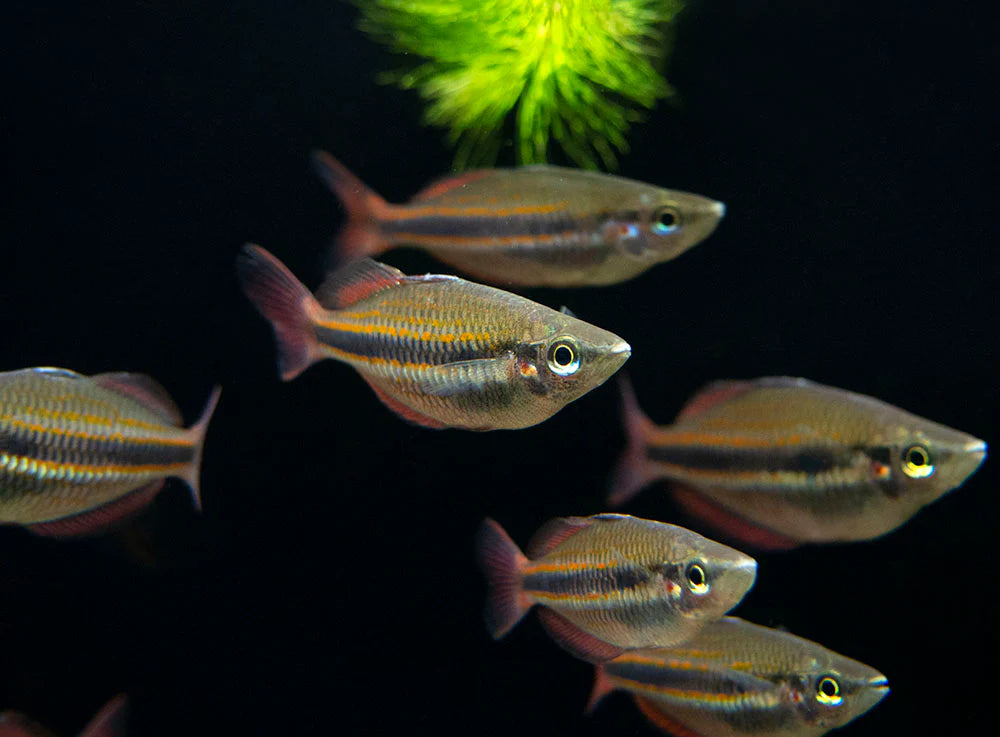 Goyder River Banded Rainbowfish (Melanotaenia trifasciata)