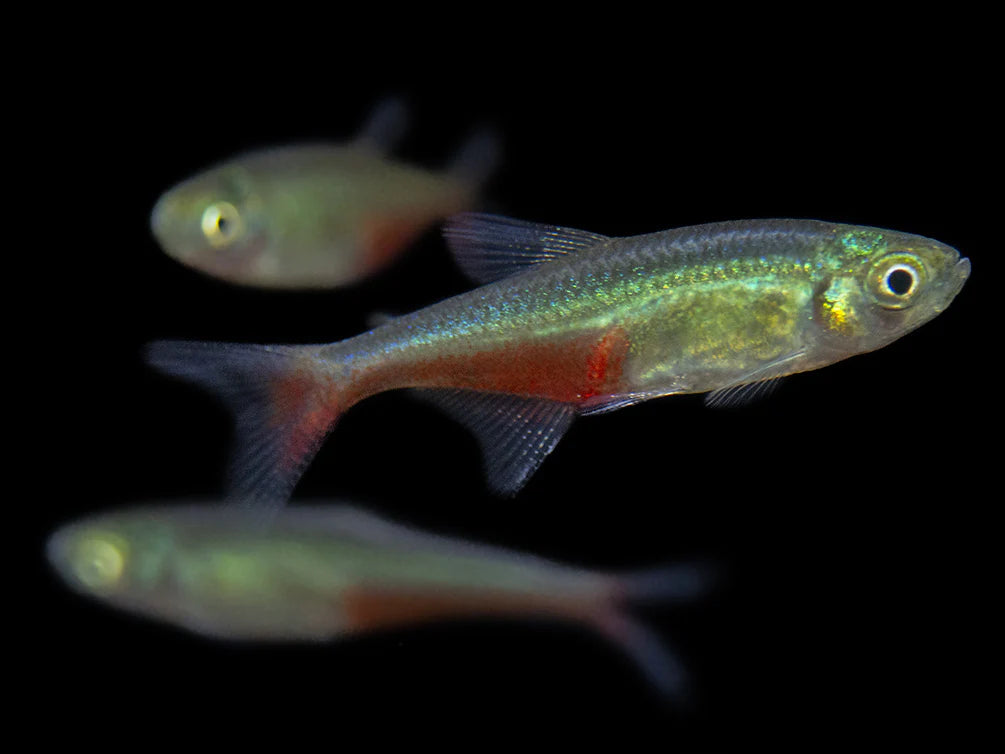 Green Fire Tetra