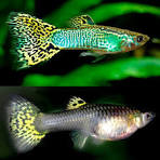 Green Cobra Guppy - Male - Home Bred