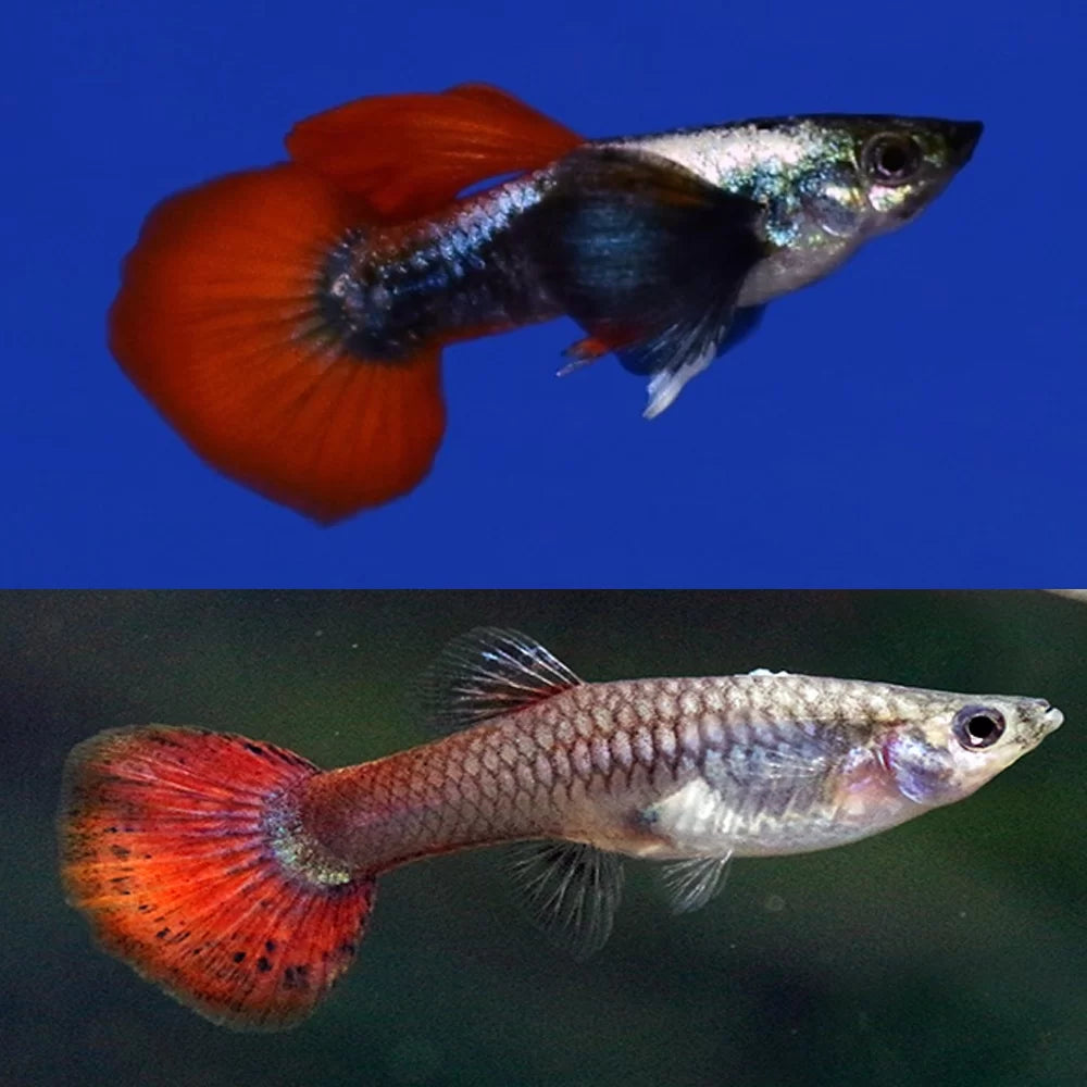 Red Tail Dumbo Ear Guppy - Home Bred - Male