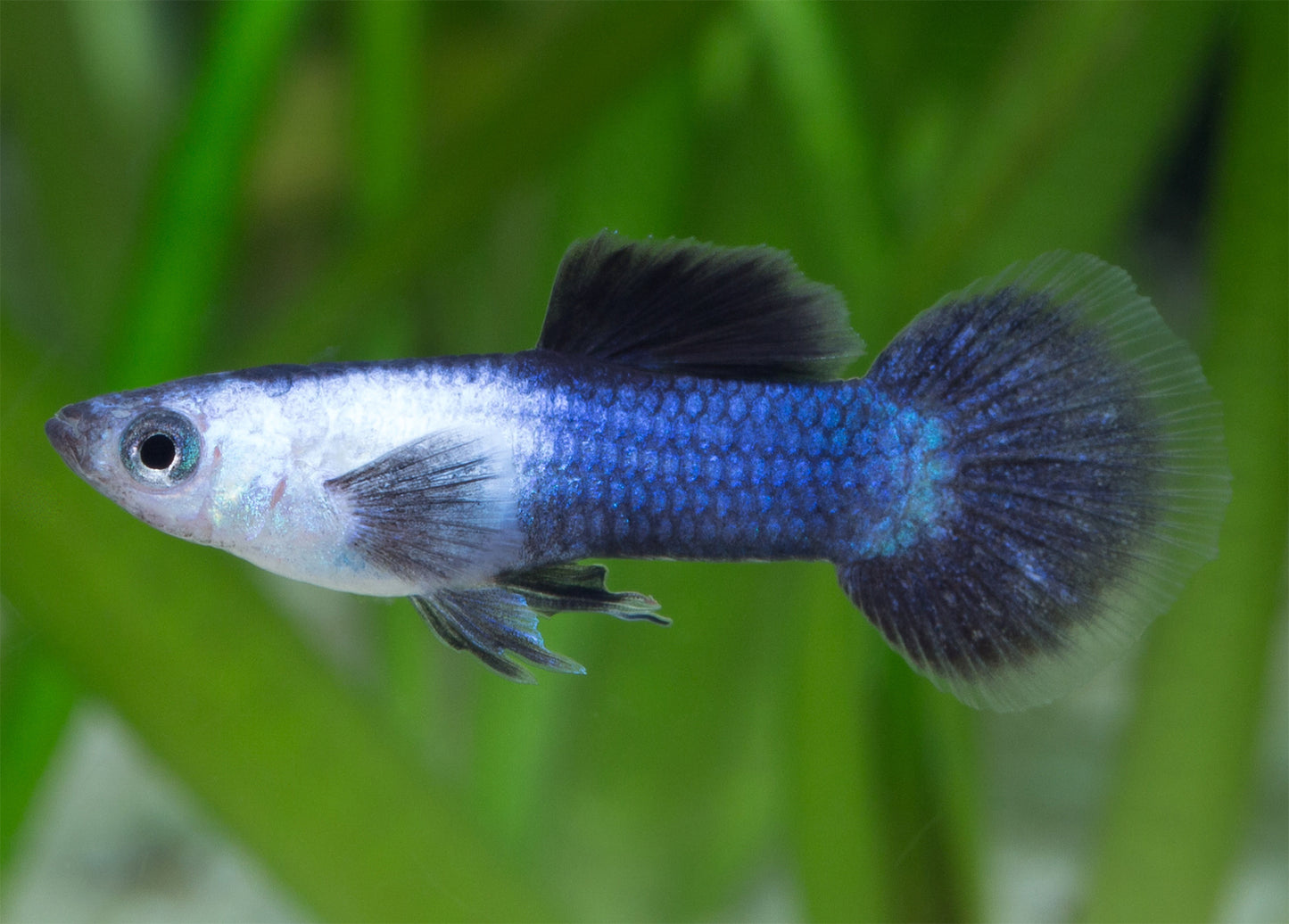 Panda Guppy - Male