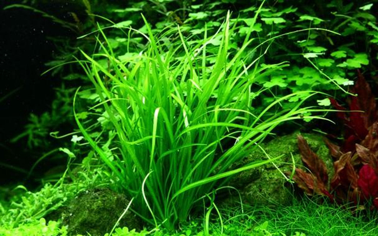 Helanthium tenellum