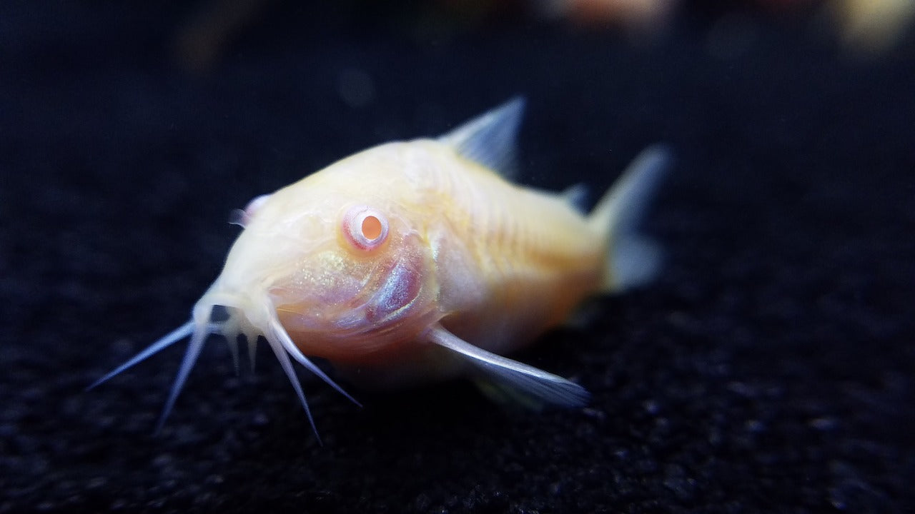 Albino Corydora 2-3CM - Home Bred