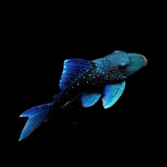 Blue Phantom Pleco