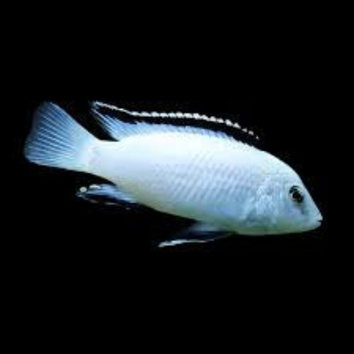 Electric White Cichlid (Labidochromis caeruleus) - NZ Breed