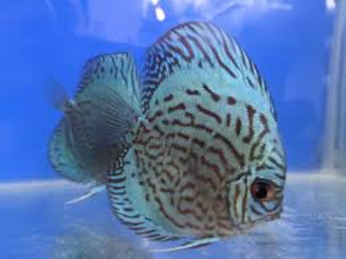 Cobalt Blue Discus