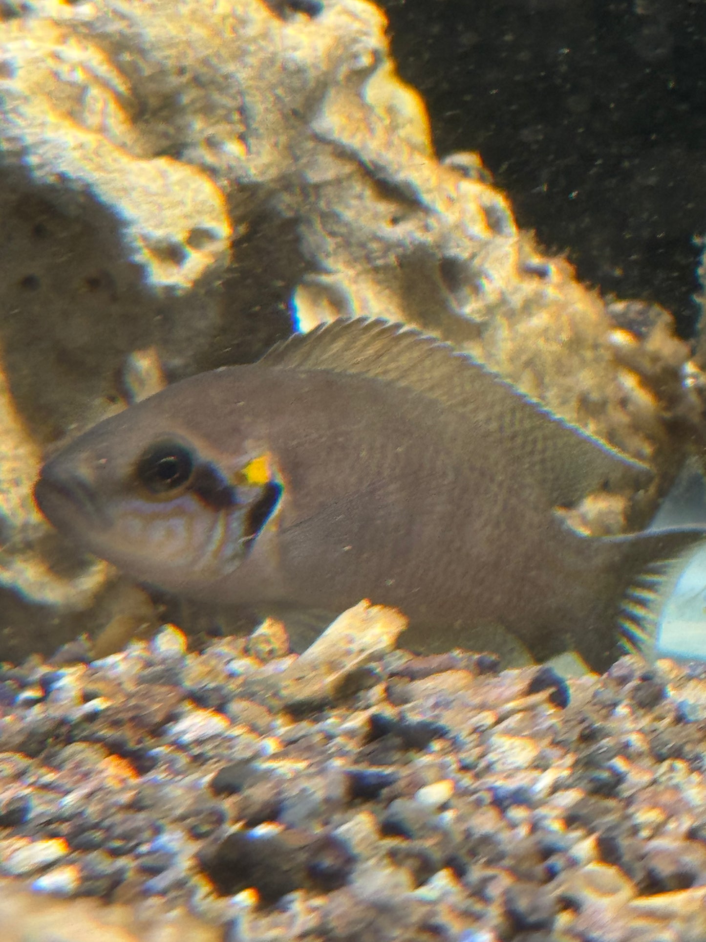 Bichardi Cichlids