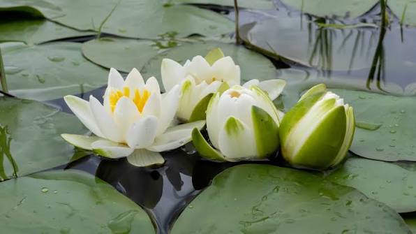 Water Lilly - Nymphaea