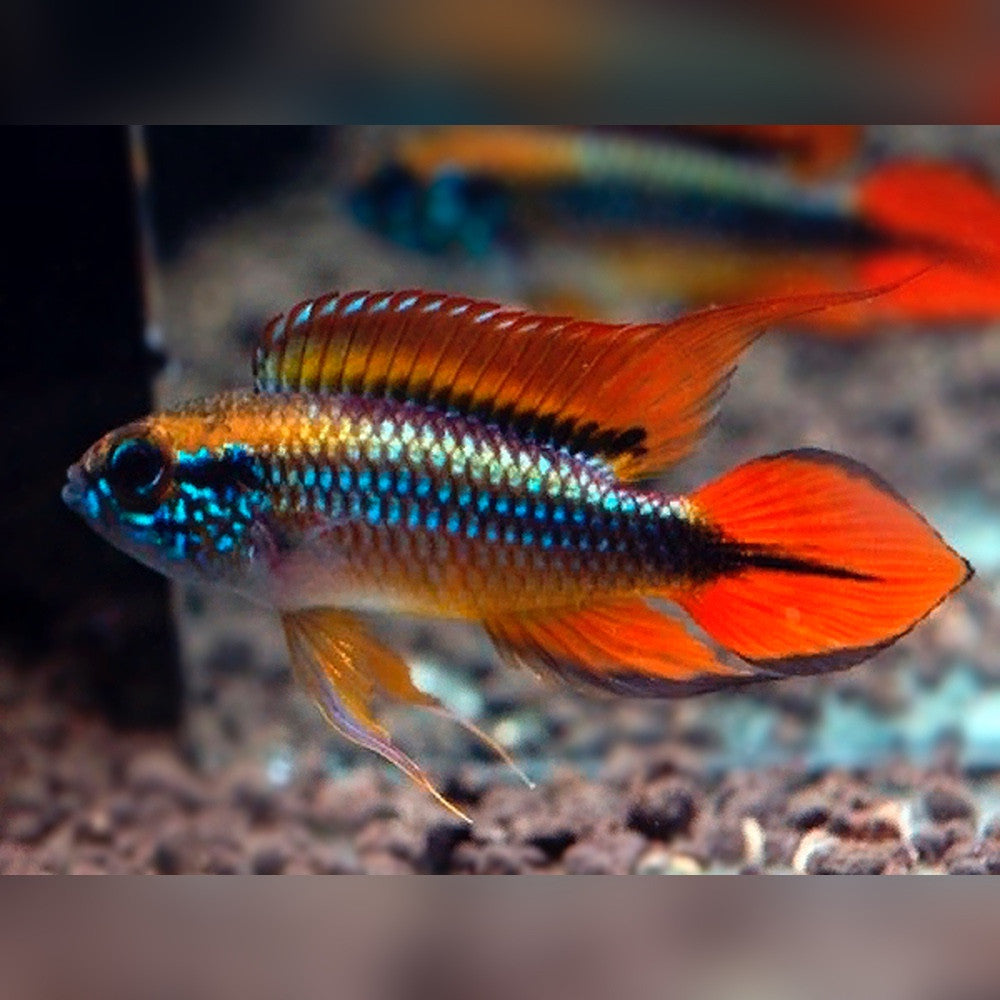 Apistogramma agassizii – Double Red Pairs 1M & 1F