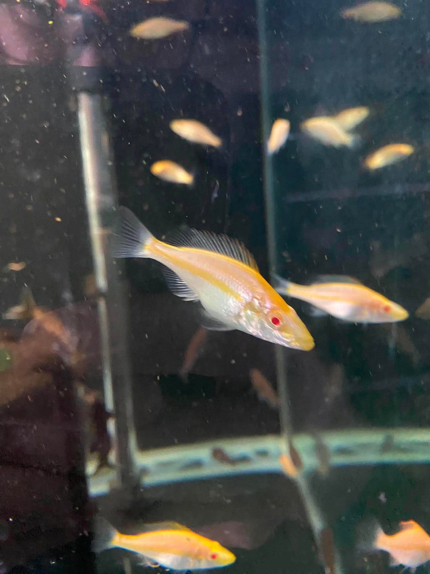 Albino Dimidiochromis compressiceps (Albino Eye Biter) – 4–5cm