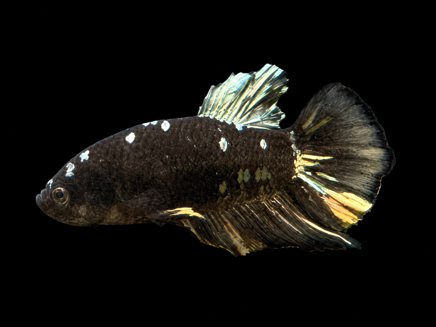 Avatar Copper Male Betta (Betta splendens)