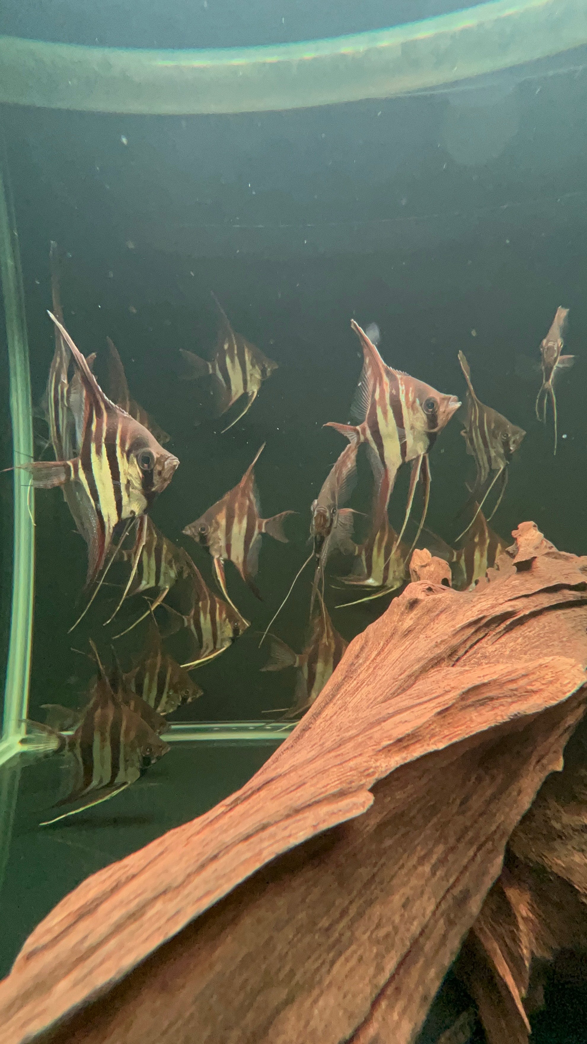 Altum Angel (Blackwater River Rio San Felipe) – Top Fin Aquatics