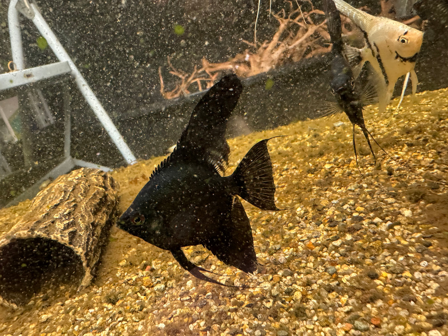 Black Pinoy Angel fish