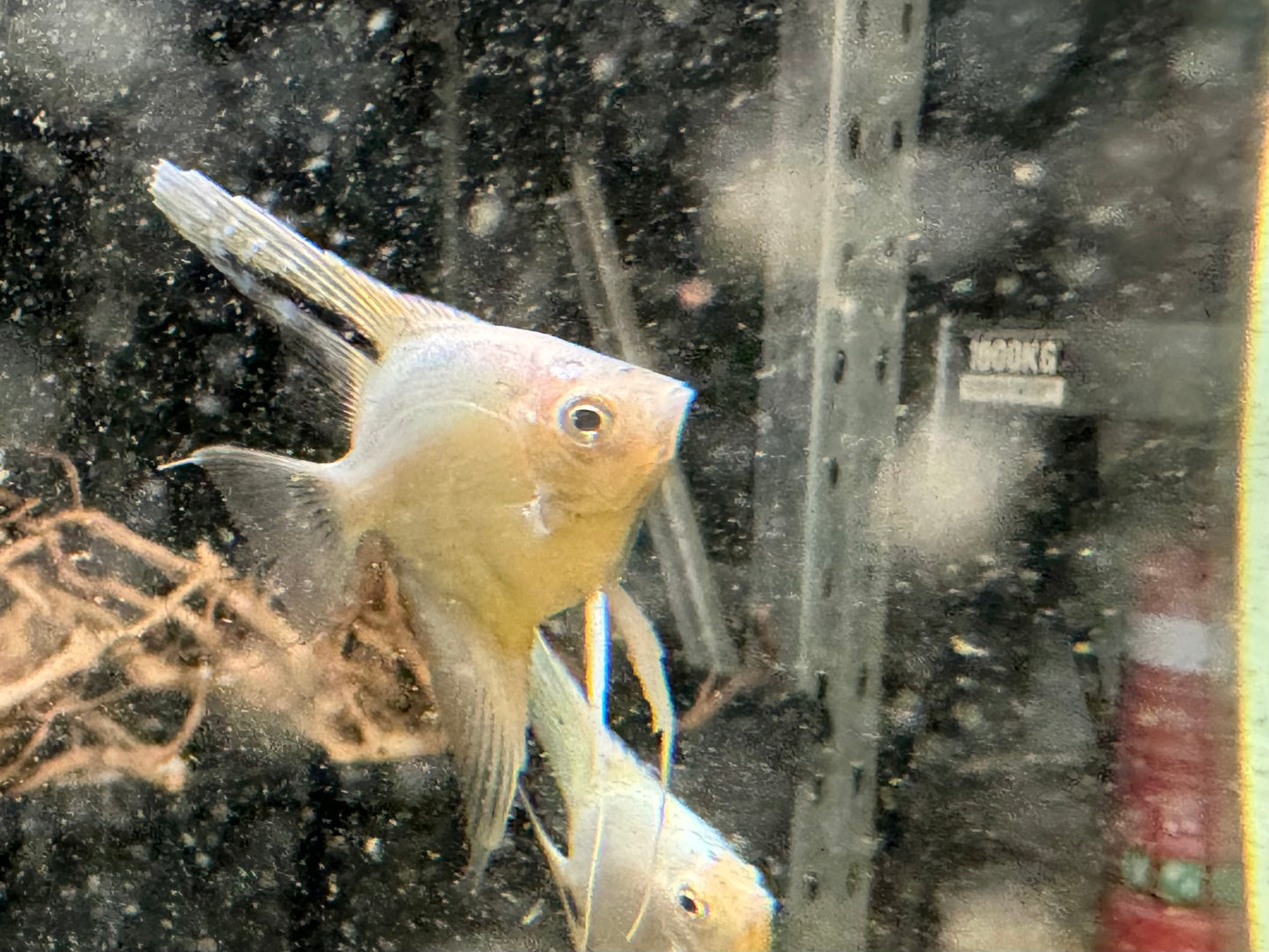 Platinum marble Angel fish