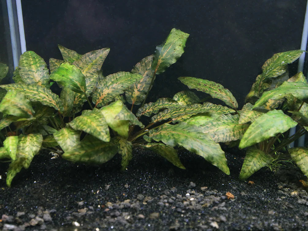 Cryptocoryne Nurii Tissue Culture