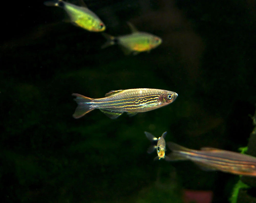 Kyathit Danio