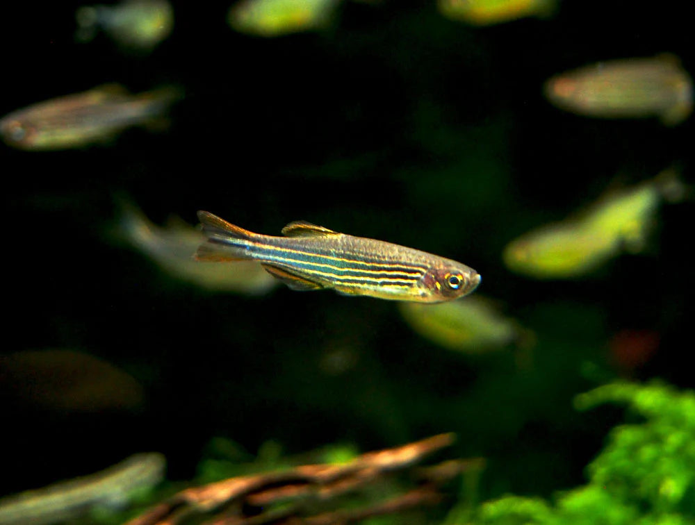 Kyathit Danio