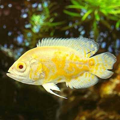 Lemon Oscar