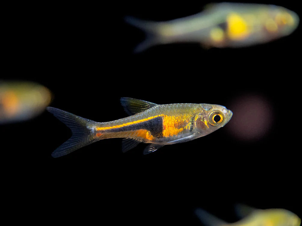 Lambchop Harlequin Rasbora (ESPEI)