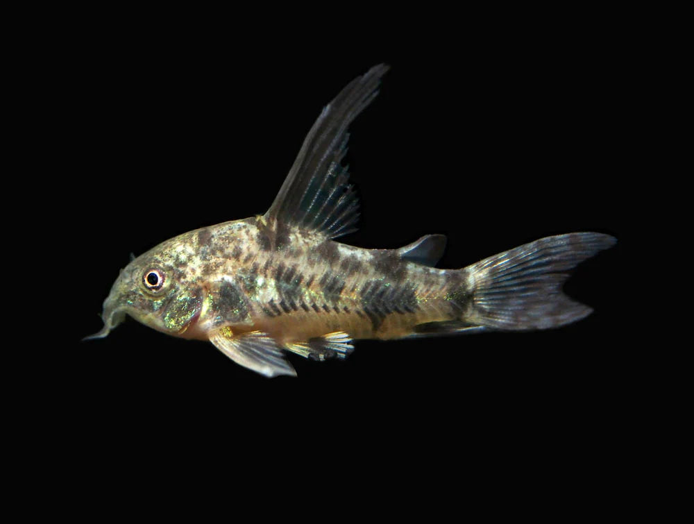 Long Fin Pepper Corydora 2-3CM - Home Bred