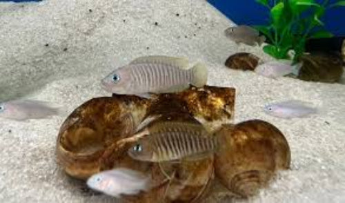 Neolamprologus multifasciatus - Shell Dweller African Cichlid