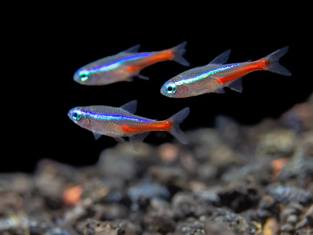 Neon Tetra (Paracheirodon innesi)