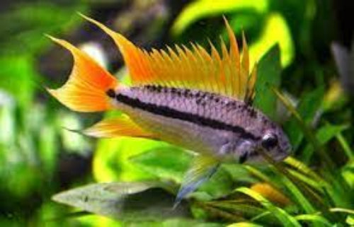 Orange Flash Apistogramma (Apistogramma cacatuoides Orange Flash) Pairs 1M and 1F