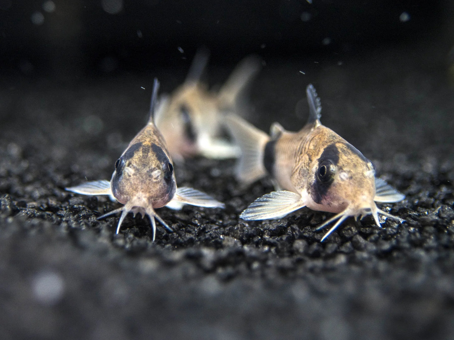 Panda Corydora 2-3CM