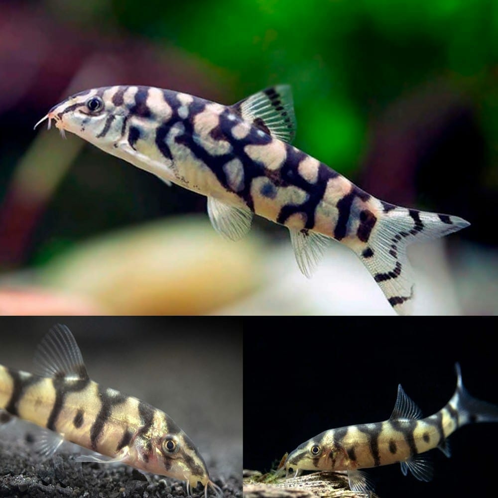 Top 10 Yo-Yo Loach Patterned Loaches 2027