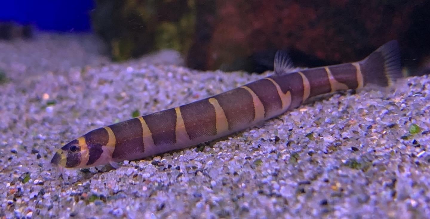Banded Kuhli Loach