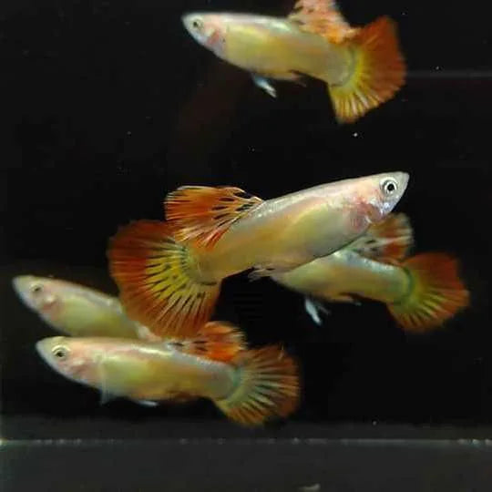 Phoenix Guppy - Male
