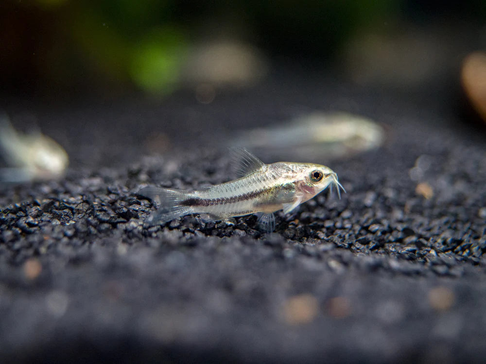 Pygmy Corydoras - 1-1.5cm - Home Bred