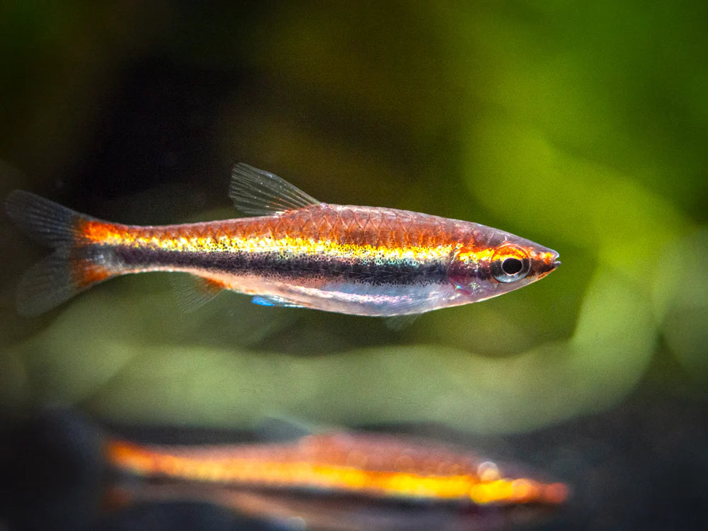 Red Beckford pencilfish