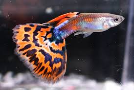 Red Mosaic Guppy - Pairs
