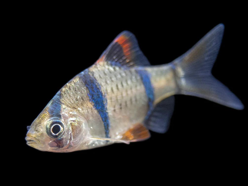 Tiger Barbs