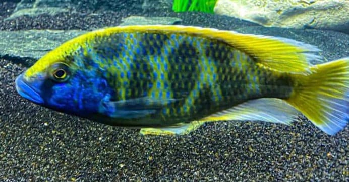 Venustus Cichlid (Nimbochromis venustus) – African Malawi Cichlid