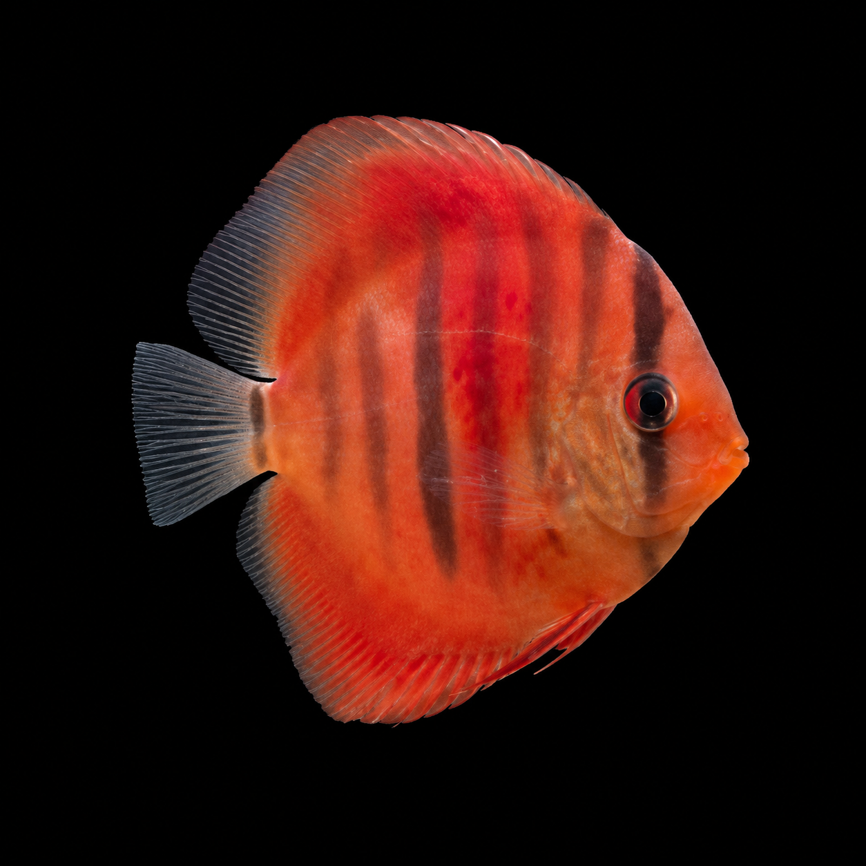 Red Alenquer Discus (Symphysodon sp.)