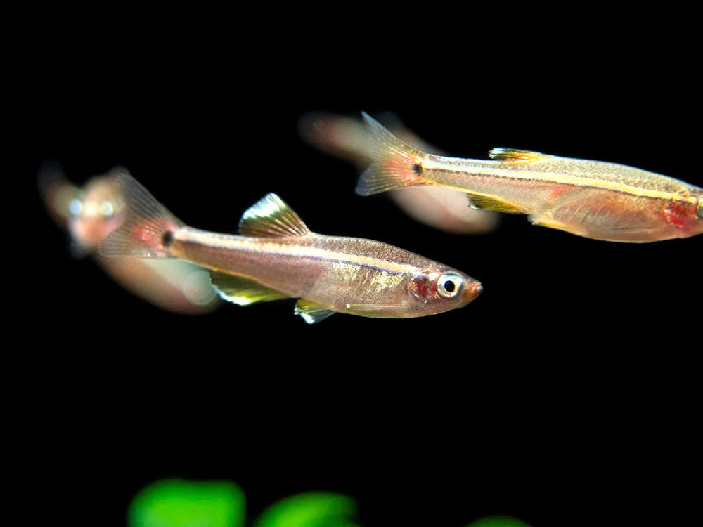 White Cloud Mountain Minnow (Tanichthys albonubes)